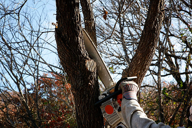 Best Tree Preservation Services  in Runnemede, NJ